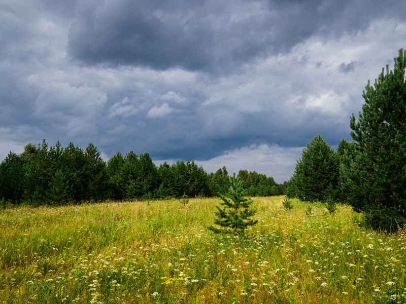 Ground Clearing in Utah County, UT
